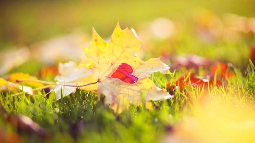 «Синоптична розкіш»: якою сьогодні буде погода в Україні