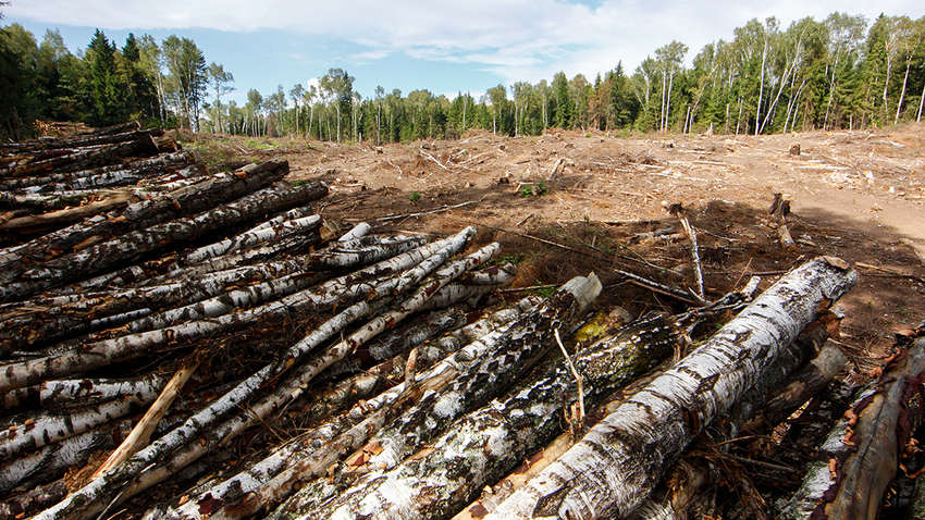 В Украине запретили вырубку Карпатского леса