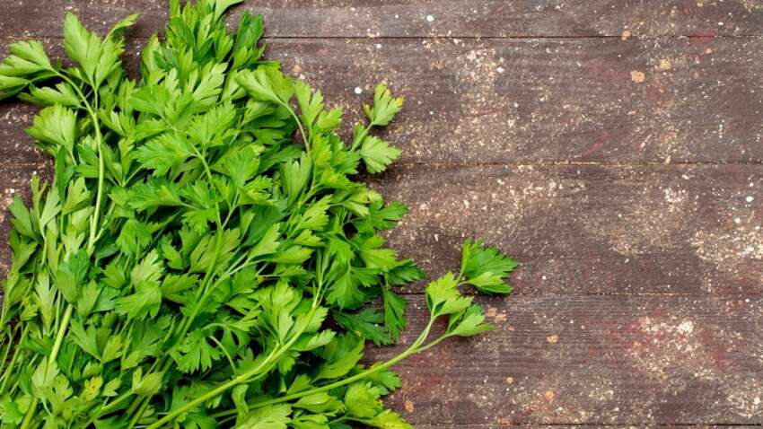 Чем на самом деле ценна петрушка: свойства этой травы поражают Чем на самом деле ценна петрушка: свойства этой травы поражают