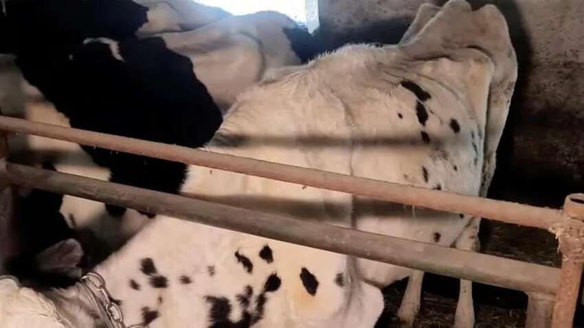 Жестокое рейдерство на Житомирщине: животноводы издеваются над коровами на ГП «Рыхальское»