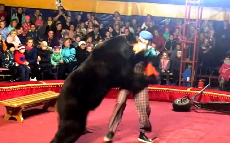 У Карелії цирковий ведмідь на очах у глядачів напав на дресирувальника