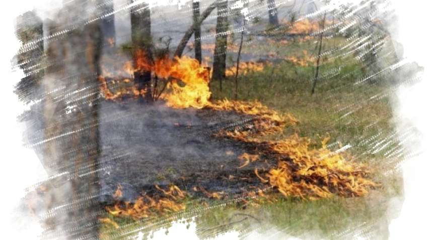 Синоптики предупредили об угрозе пожаров в Украине