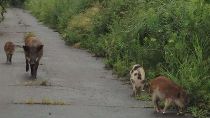 Радиоактивные дикие свиньи захватили Фукусиму: ученые удивлены их мутациям