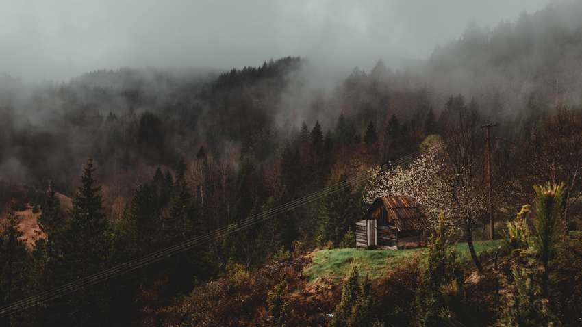 Глобального потепления не миновать: почему деревья могут с этим не справиться  Глобального потепления не миновать: почему деревья могут с этим не справиться