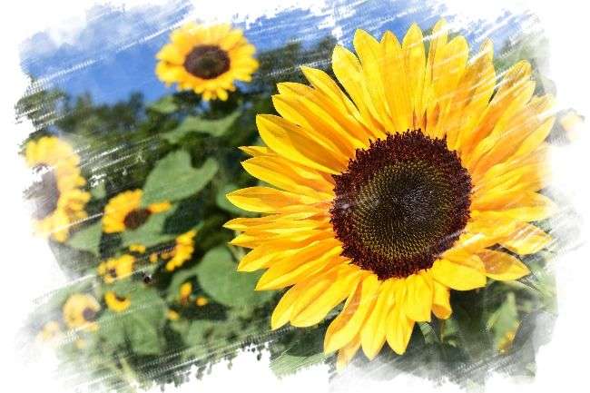 Погода в Украине: когда вернется жара