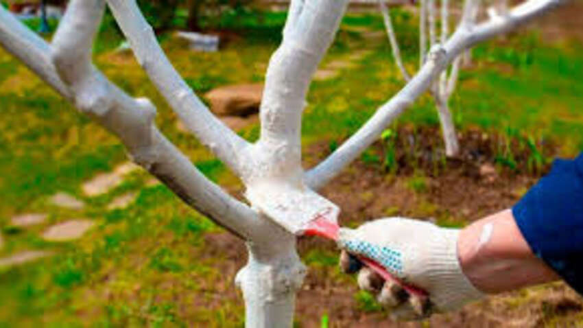 Не тяните до апреля: назвали последний день, когда еще имеет смысл белить деревья Не тяните до апреля: назвали последний день, когда еще имеет смысл белить деревья