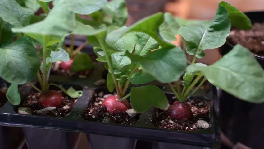Как вырастить сочную редис зимой на подоконнике: секреты, которые делают овощ невероятно вкусным