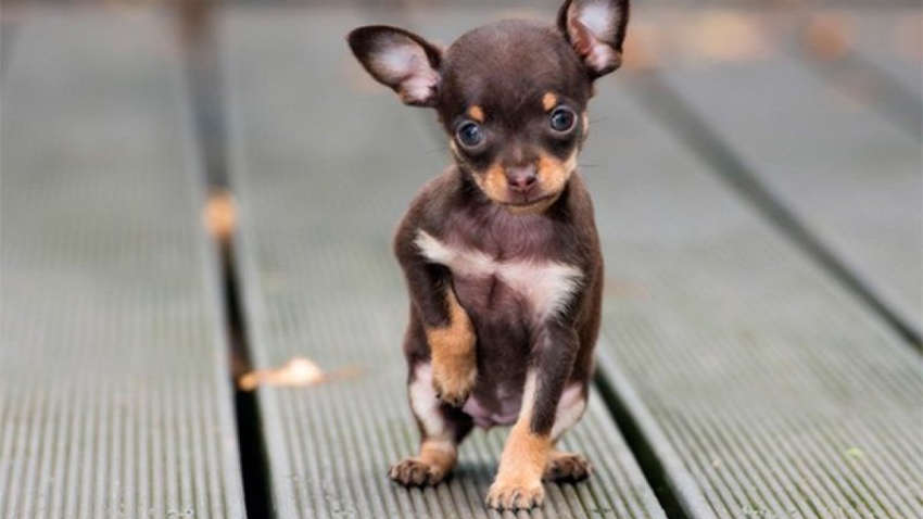 Необычный курьер на время карантина: мексиканец отправил в магазин за чипсами свою собаку 