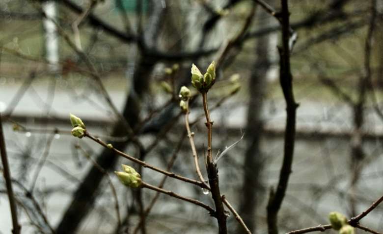 Зимы в Украине не будет: в феврале синоптики прогнозируют аномалии 