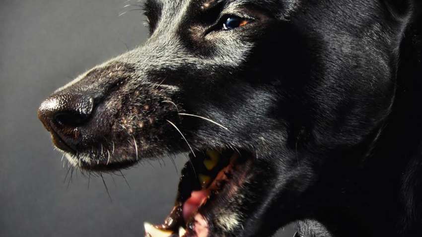 В Італії під час романтичного побачення в лісі молоду дівчину розірвала зграя собак