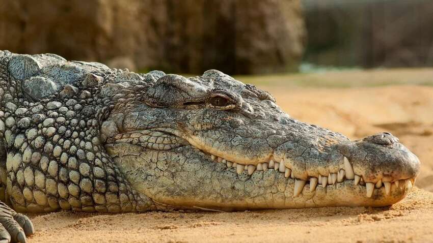 Індія планує використати змій та крокодилів для охорони кордону