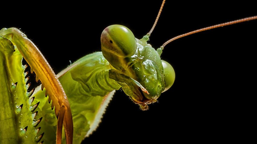 Знайдено останки комахи, що жила на Землі 100 млн років тому: ФОТО унікальної знахідки Знайдено останки комахи, що жила на Землі 100 млн років тому: ФОТО унікальної знахідки