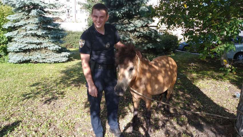 У Києві посеред дороги бігав поні