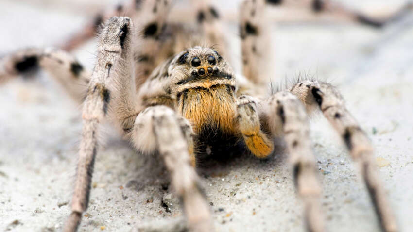 Тарантулы уже среди людей: что происходит в городах Украины Тарантулы уже среди людей: что происходит в городах Украины