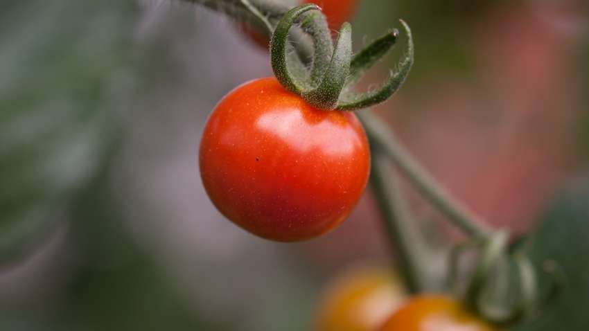 Что посадить рядом с томатами, чтобы был щедрый урожай Что посадить рядом с томатами, чтобы был щедрый урожай