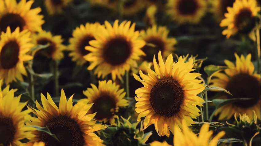 Аномальное лето: какой будет погода в 2021 году  Аномальное лето: какой будет погода в 2021 году