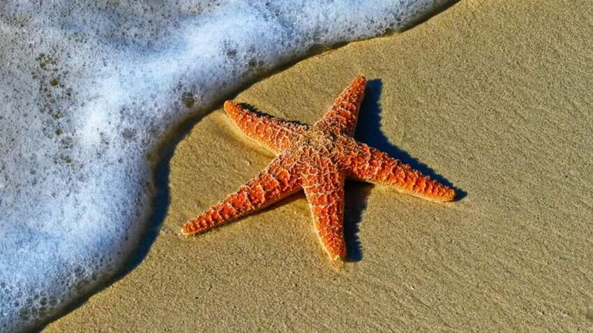 Ученые наконец-то выяснили, где у морских звезд находится голова Ученые наконец-то выяснили, где у морских звезд находится голова