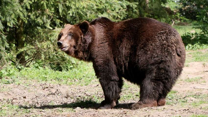 В Карпатах из-за аномального потепления проснулись голодные и агрессивные медведи (ФОТО)
