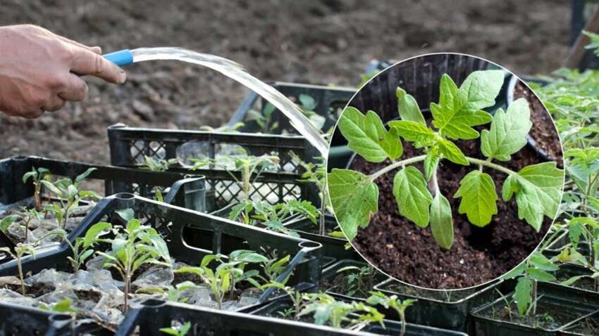 Коли і чим підживлювати томати після пікірування: урожай розсади здивує кожного 