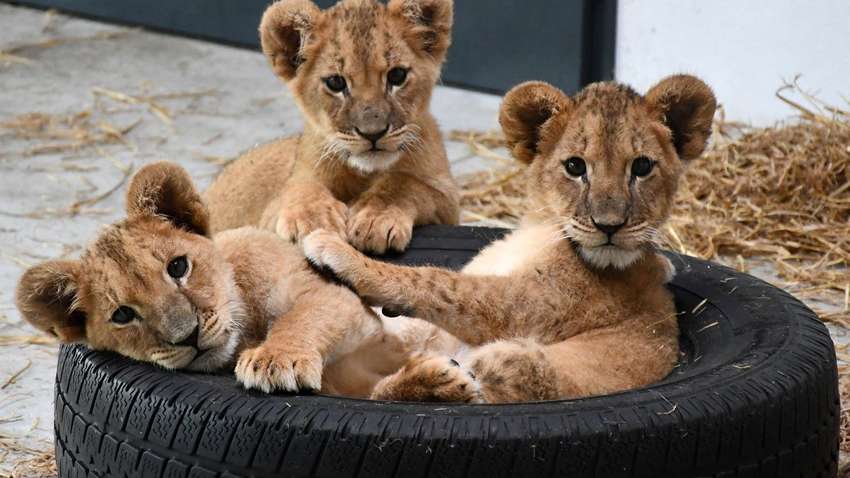 Леся, Стефан та Тарас: у Польщі розповіли про долю левенят, знайдених у валізі на одеському вокзалі