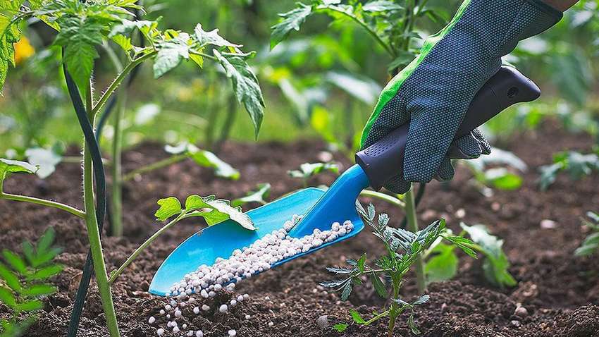 Хто з власників городів та дач не буде платити податок за землю у 2022 році