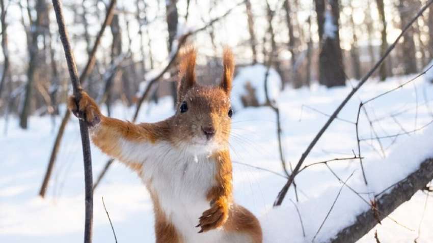Погода на Різдво 25 грудня: синоптики оновили свої прогнози  