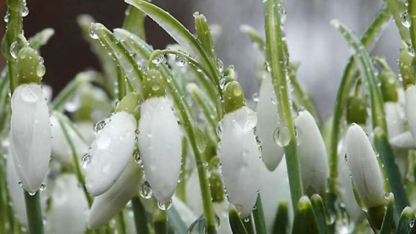 Март покажет, каким будет весь год: приметы, "считывающие" урожай, деньги и даже судьбу