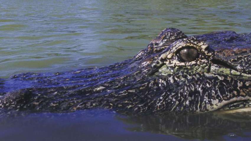 В Індії крокодил з'їв чоловіка, який відпочивав біля озера