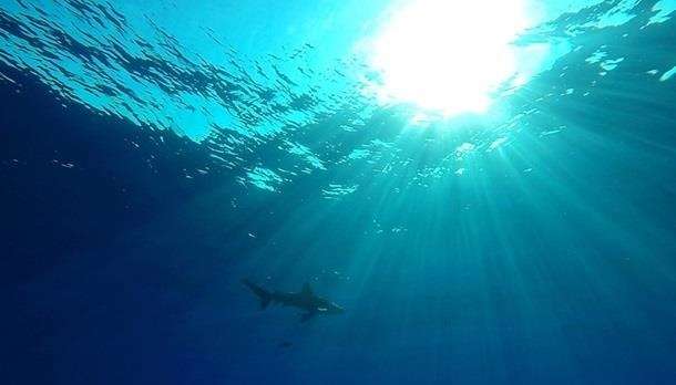 В Ізраїлі акула напала на туриста