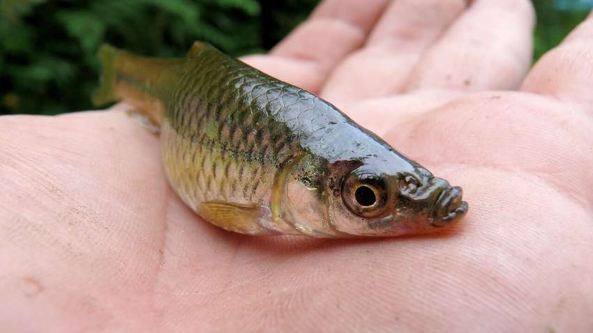 Почему в украинских водоемах начала исчезать рыба - мнение эксперта Почему в украинских водоемах начала исчезать рыба - мнение эксперта