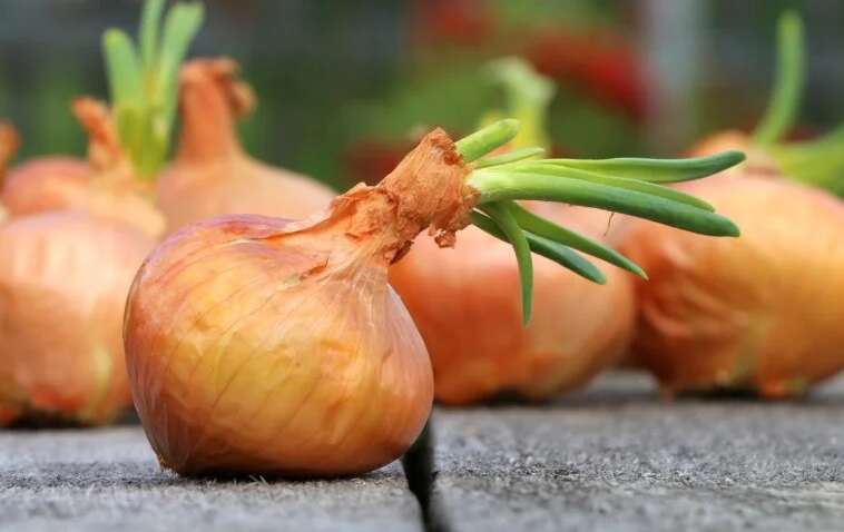Чи можна їсти пророщену цибулю: що важливого потрібно знати
