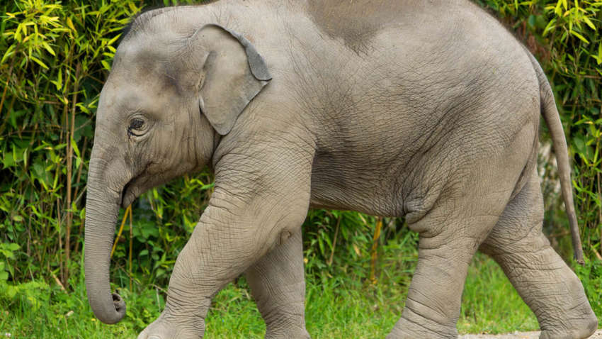 В Індії врятували слоненя, яке впало в глибокий колодязь (фото)
