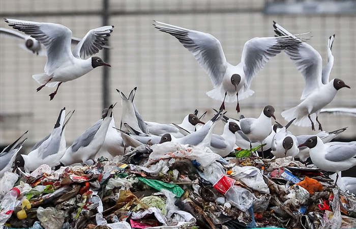 Бахчисарай, Белогорск и Евпаторию засыпало мусором – Аксенов лично выехал на место, чтобы ознакомиться ситуацией Бахчисарай, Белогорск и Евпаторию засыпало мусором – Аксенов лично выехал на место, чтобы ознакомиться ситуацией