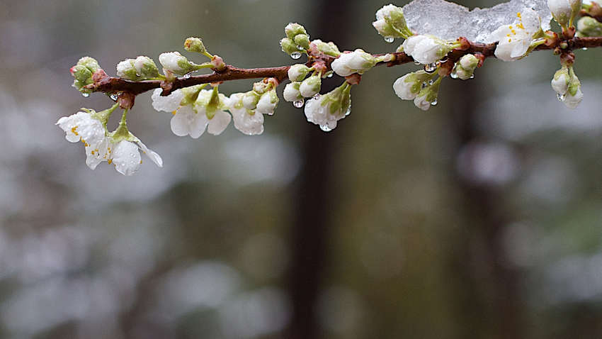 Прогноз погоды на сегодня: с заморозками и ожиданием весны