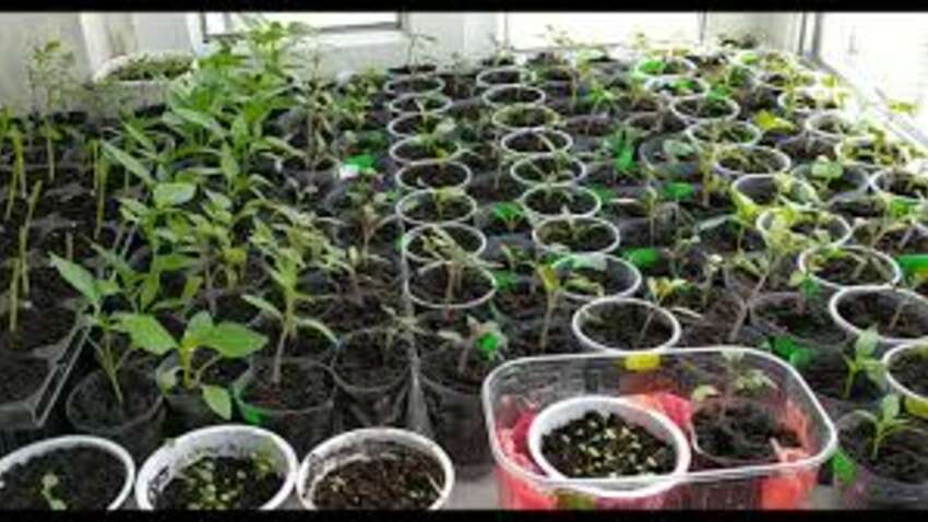 Месячный посевной календарь на февраль 2026: благоприятные дни для посадки, обрезки и прививок – делайте все правильно и урожай будет расти, как на дрожжах