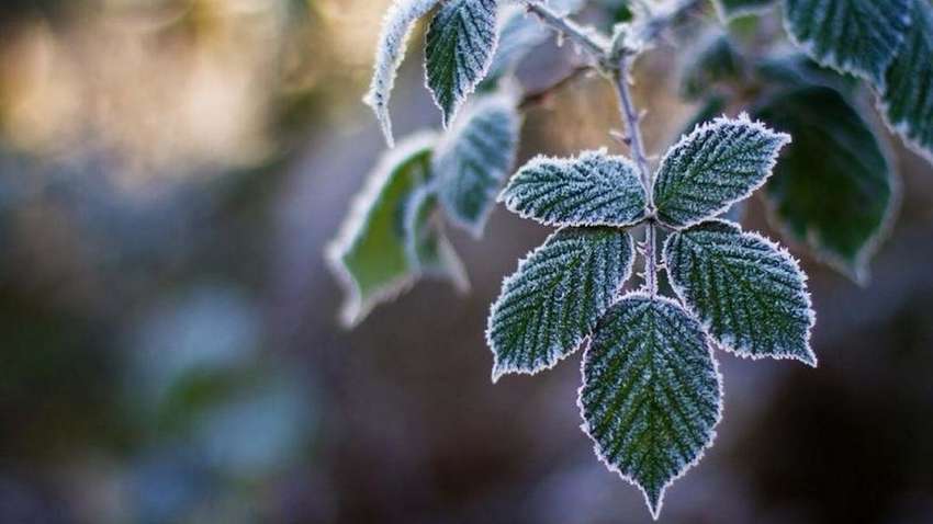 В Украине будут сильные заморозки: синоптики предупредили о новом похолодании В Украине будут сильные заморозки: синоптики предупредили о новом похолодании