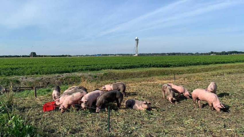 Аэропорт в Нидерландах проводит эксперимент с поросятами Аэропорт в Нидерландах проводит эксперимент с поросятами