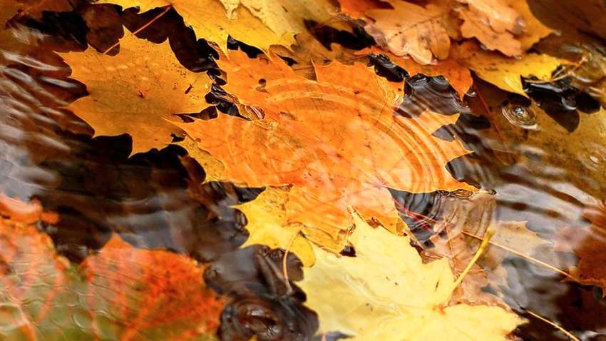 Синоптики повідомили прогноз погоди на 4 жовтня