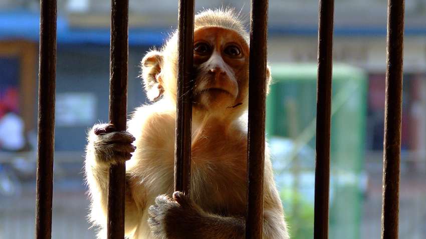 Жестокий бизнес: как на Азовском море издеваются над животными (ФОТО)