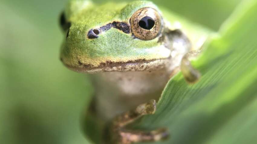 Одна лягушка против рака: ученые открыли бактерию, уничтожающую опухоли за одну дозу