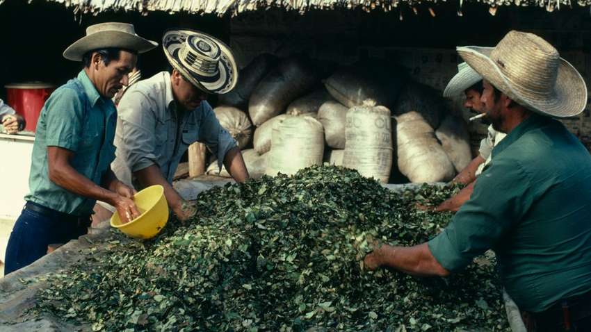 В Колумбии хотят легализовать продажу кокаина В Колумбии хотят легализовать продажу кокаина