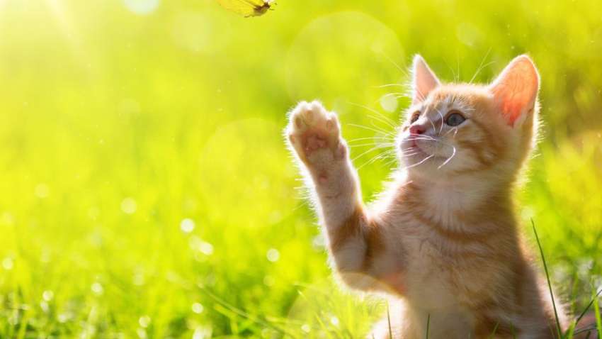 Не давайте грошей у борг: що ще не можна робити 19 червня 