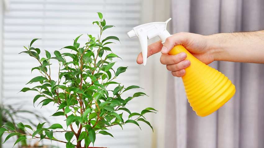 Потрібне господарське мило: як захистити рослини від шкідників