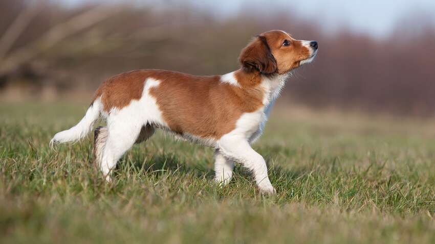 Чоловік заколов собаку вилами через те, що той полював на кроля