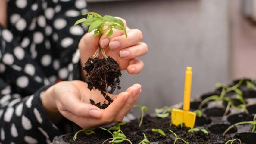 Місячний посівний календар на січень 2026 року підкаже, коли сіяти розсаду, щоб урожай був максимальним