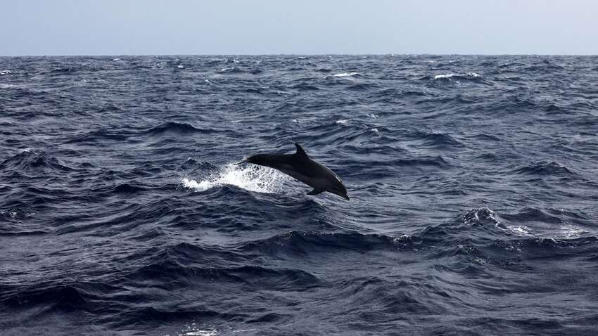 Масова загибель у Криму: хто винен Масова загибель у Криму: хто винен