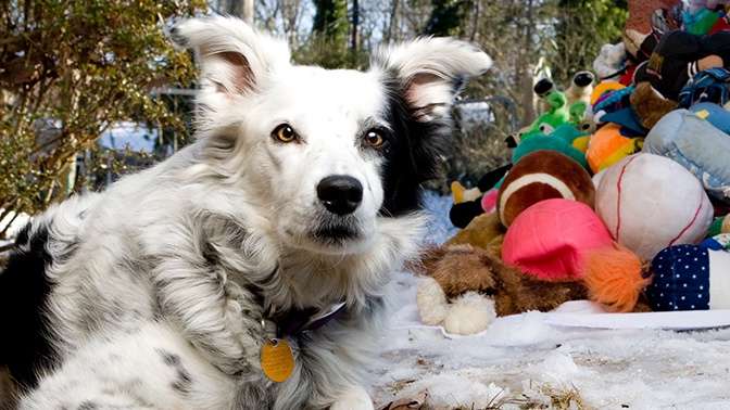 Померла найрозумніша у світі собака