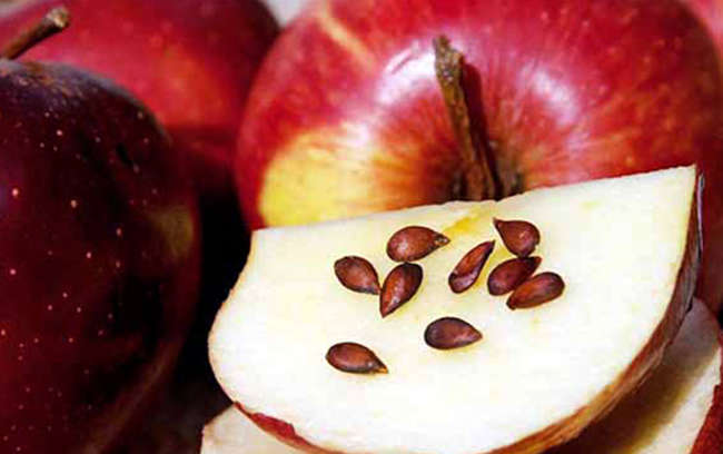 Семена яблок содержат цианид 