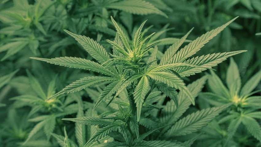 91-летняя женщина в немецком доме престарелых выращивала марихуану 91-летняя женщина в немецком доме престарелых выращивала марихуану