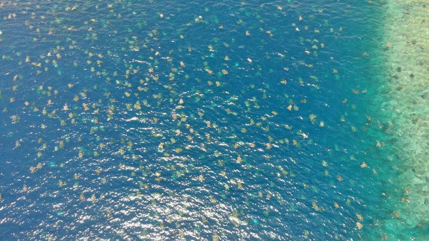 ВИДЕОФАКТ: дроны засняли миграцию более 60 тыс. черепах на Большом барьерном рифе